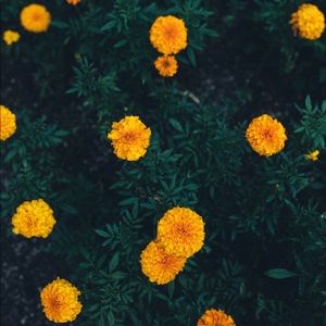 Meet your Posher, Aerie